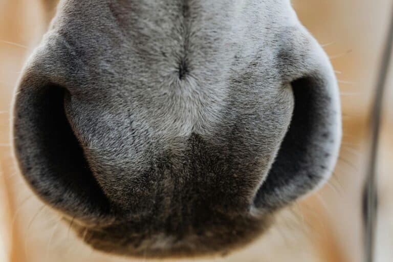 Czy można ubezpieczyć się w KRUS bez ziemi?