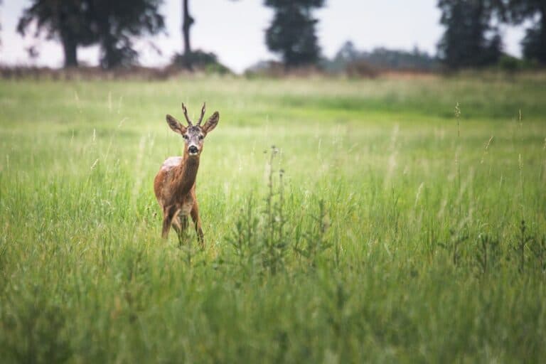 Odkryj wakacje nad Jeziorem Zegrzyńskim. Relaks i aktywność w jednym!