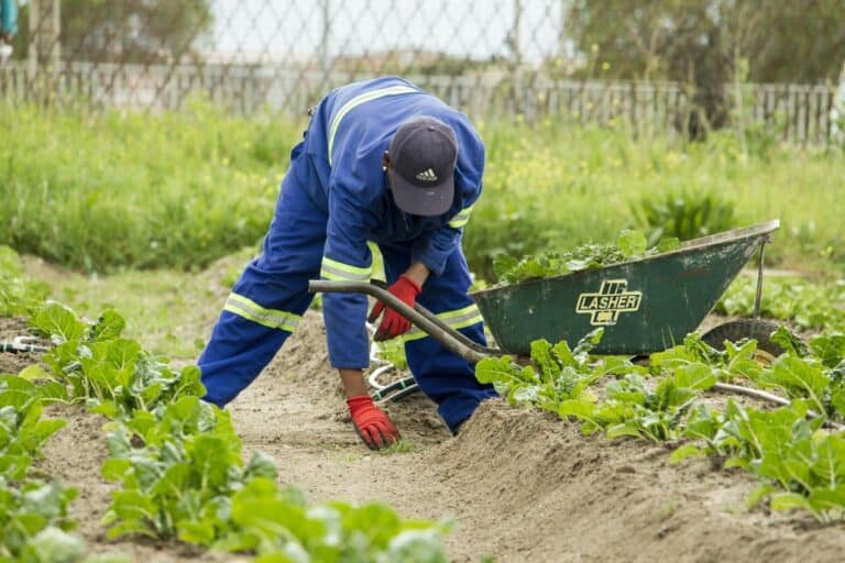 Na co działa mączka bazaltowa? Naturalna moc skały w Twoim ogrodzie