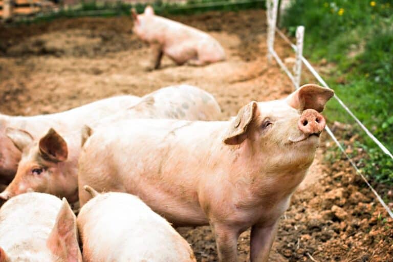 Bioasekuracja gospodarstwa w 2026 roku – jak dobrać urządzenia do mycia i dezynfekcji?
